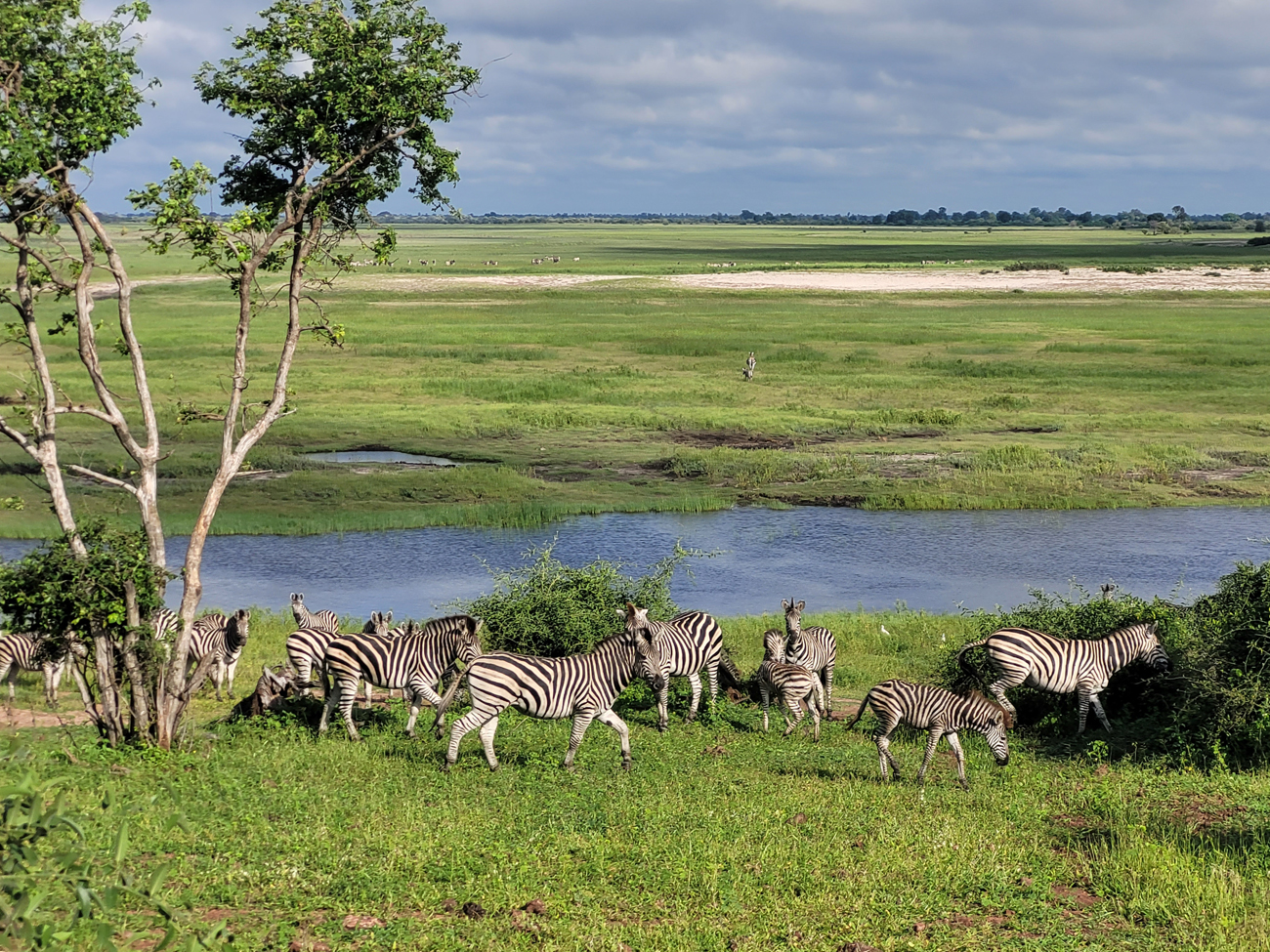 Zebracrossing an der Chobe River Front