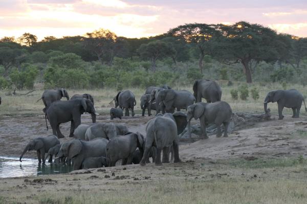 Elefanten an der Wasserstelle im Hwange Nationalpark