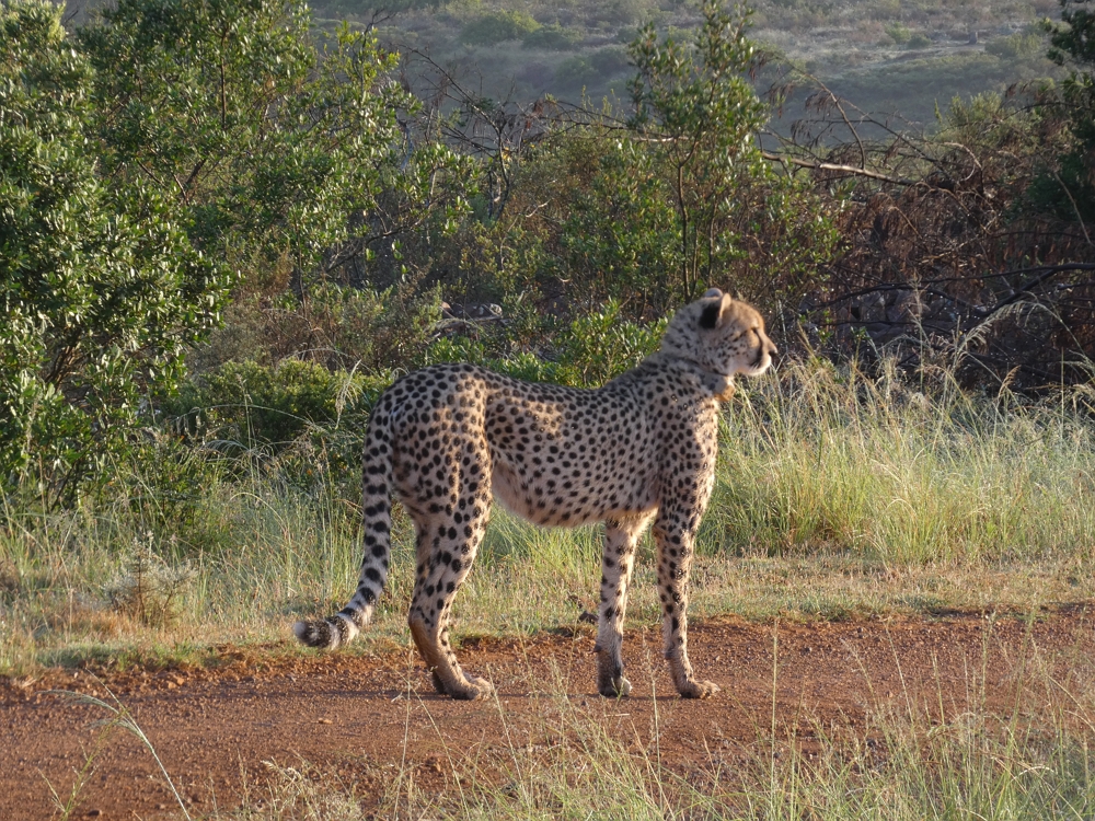 Gepard im Gondwana Game Reserve