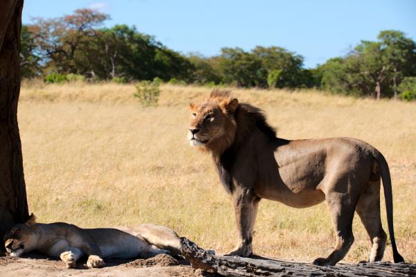 Mating Lions - Hwange Nationalpark