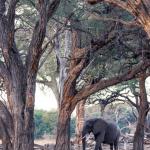 Im Hwange Nationalpark