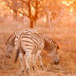 Zebras im Manyoni Game Reserve - Leopard Mountain Lodge 