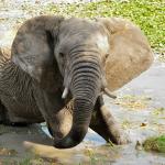 Elefant im Okavango Delta - Bild von Kalahari Calling