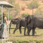 Elefanten am Chobe River - Bootstour mit der Jackalberry Chobe Lodge 