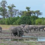 Elefanten im Okavango Delta