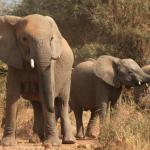 Elefanten in der Tuli Wilderness © Kalahari Calling