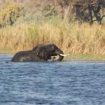 Elefanten durchqueren den Chobe Fluss 