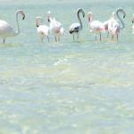 Flamingos im Lake Kosi 