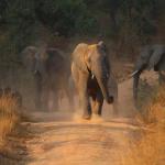 Tierischer Gegenverkehr - Welgevonden Game Reserve