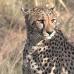 Gepard - © Inzalo Safari Lodge 