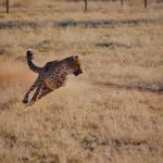 Geparden Training beim CCF in Namibia 
