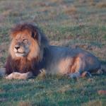 Auf Safari - Löwe im Gondwana Game Reserve