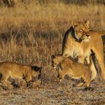 Löwenfamilie Ngamo Plains