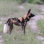 Wildhund - Hwange NP Bomani 