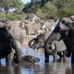 Elefanten baden Hwange NP