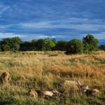 Löwen beobachten im Okavango Delta 