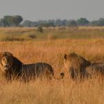 Löwen in der Kwando Kwara Concession, Okavango Delta  