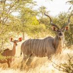 Kudu in der Kalahari - Tau Pan Camp