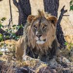 Löwe auf dem Grootberg Plateau - Grootberg Lodge in Namibia 