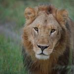 Löwe in Khwai, Botswana - Botswanas Wasserwelten