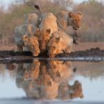 Löwen am fotografischen Unterstand in Mashatu 