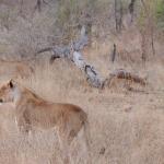 Löwen auf Jagd in Lower Sabie
