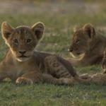 Löwennachwuchs im Hwange Nationalpark