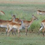 Letschwe Antilopen in Khwai, Botswana 