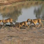 Löwen - © Inzalo Safari Lodge 