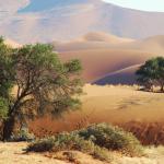 In der Namib Wüste in Namibia