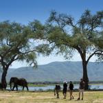 Walking Safaris Mana Pools