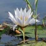 Wasserlilien im Okavango Delta