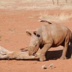 Nashornbaby in Namibia