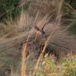 Feuchtgebiet im Welgevonden Game Reserve
