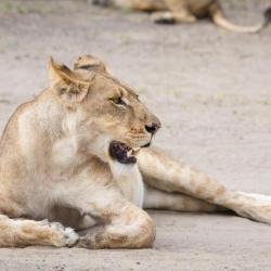 Botswana Safari - Löwin im Chobe