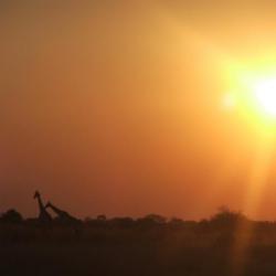 Giraffen im Khutse Reserve - Bild von Kalahari Calling