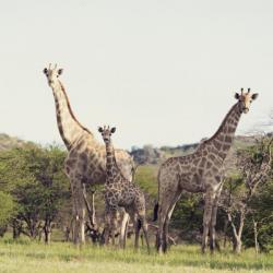 Giraffen im Ohorongo Game Reserve