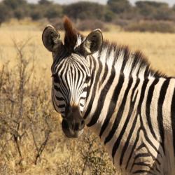 Zebra im Khama Rhino Sanctuary