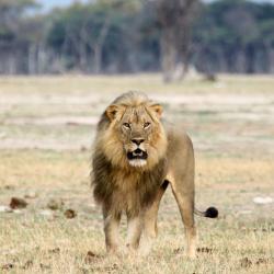 Löwe in den Ngamo Plains