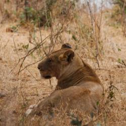 Löwin bei Satara im Krüger Nationalpark 
