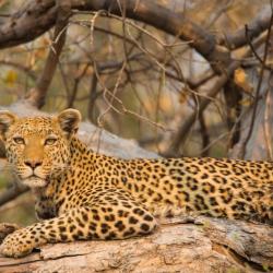 Leopard im Okavango Delta 