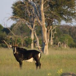 Ngamo Plains - Sable Antilope