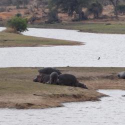 Nilpferde im Krüger Nationalpark 