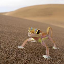 Ein Palmato Gecko 