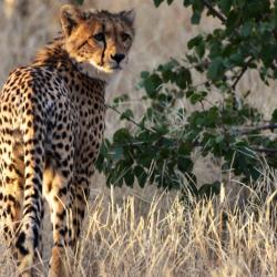 Gepard im Tuli Reserve