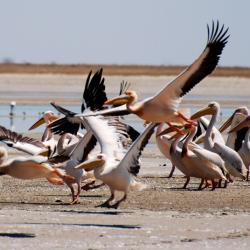 Pelikane im Nata Bird Sanctuary - Bild von Kalahari Calling