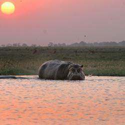 Hippos im Chobe Fluss