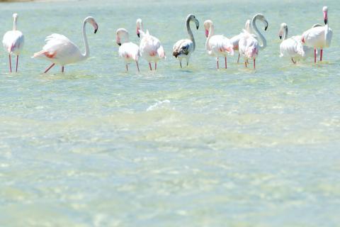 Flamingos im Lake Kosi 