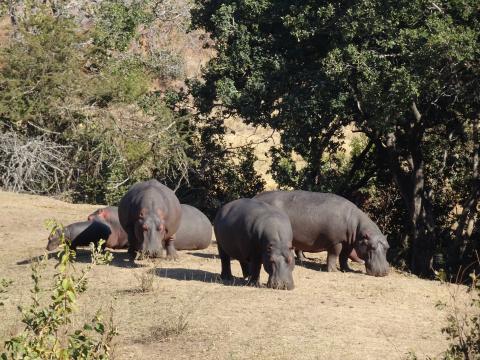 Hippo grasen am Dam - Kalahari Calling UG