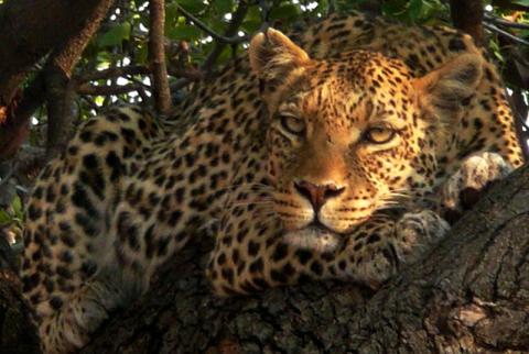 Leopard im Tuli Reserve